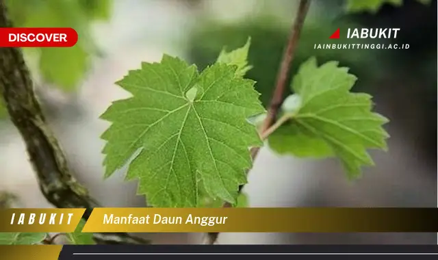 manfaat daun anggur