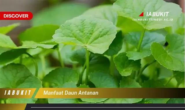 manfaat daun antanan