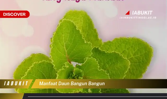 manfaat daun bangun bangun