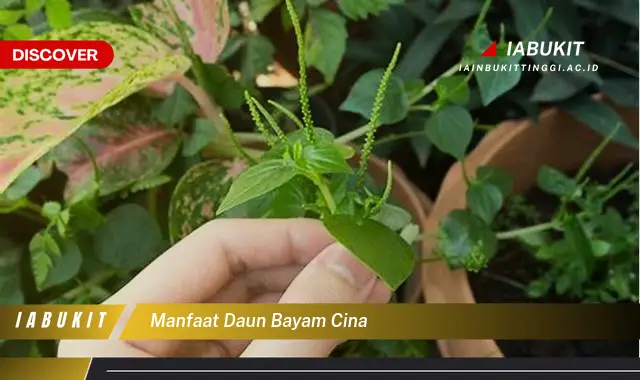 manfaat daun bayam cina