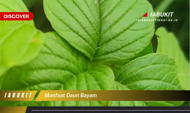 manfaat daun bayam