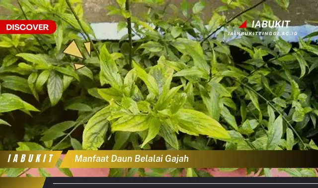 manfaat daun belalai gajah