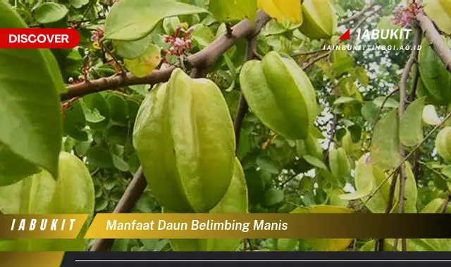 manfaat daun belimbing manis