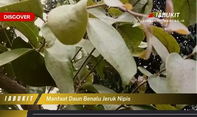 manfaat daun benalu jeruk nipis