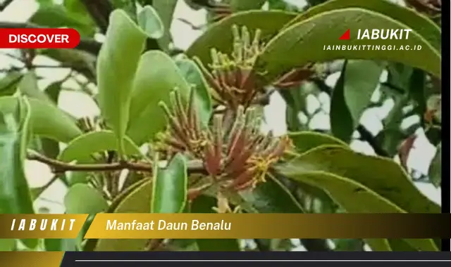 manfaat daun benalu