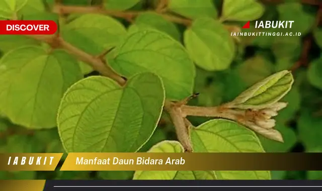 manfaat daun bidara arab