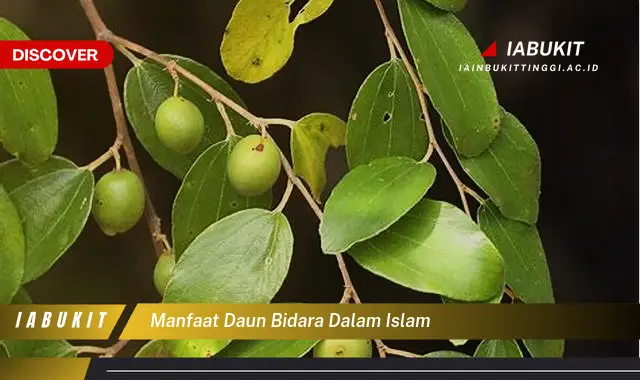 manfaat daun bidara dalam islam