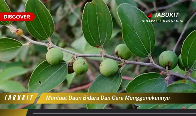 manfaat daun bidara dan cara menggunakannya