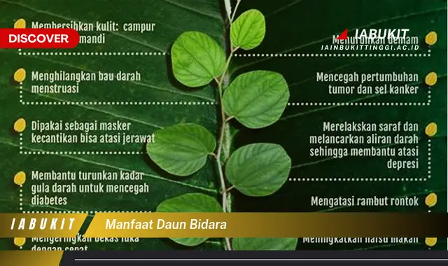 manfaat daun bidara