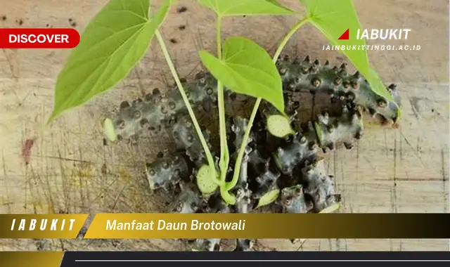 manfaat daun brotowali