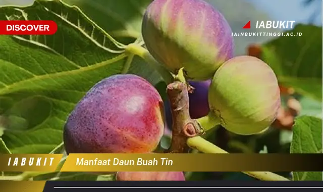 manfaat daun buah tin