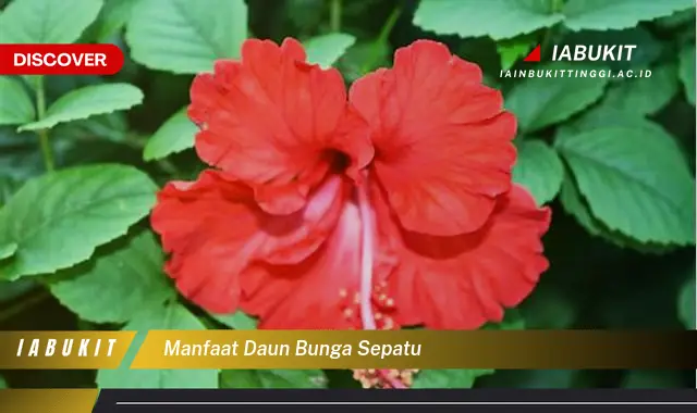 manfaat daun bunga sepatu