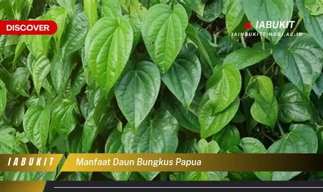 manfaat daun bungkus papua