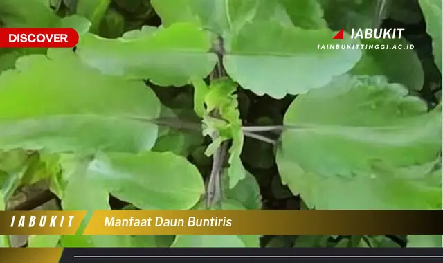 manfaat daun buntiris