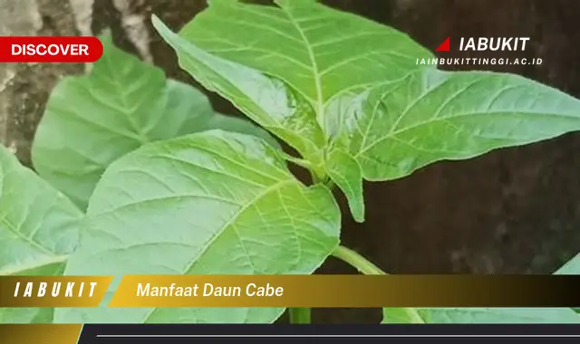 manfaat daun cabe