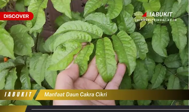 manfaat daun cakra cikri