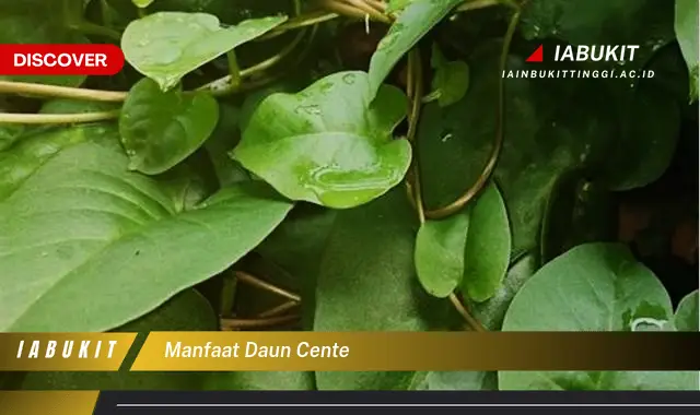 manfaat daun cente