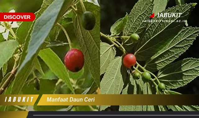 manfaat daun ceri