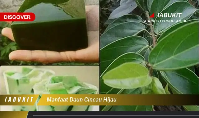 manfaat daun cincau hijau