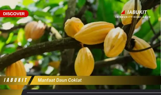 manfaat daun coklat