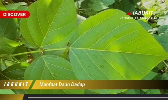 manfaat daun dadap