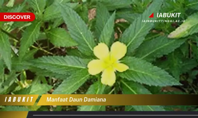 manfaat daun damiana