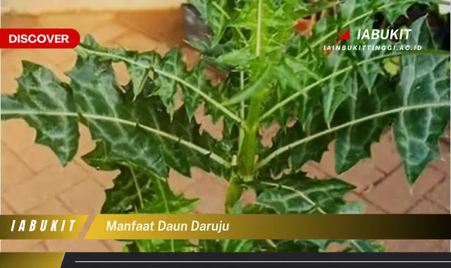 manfaat daun daruju