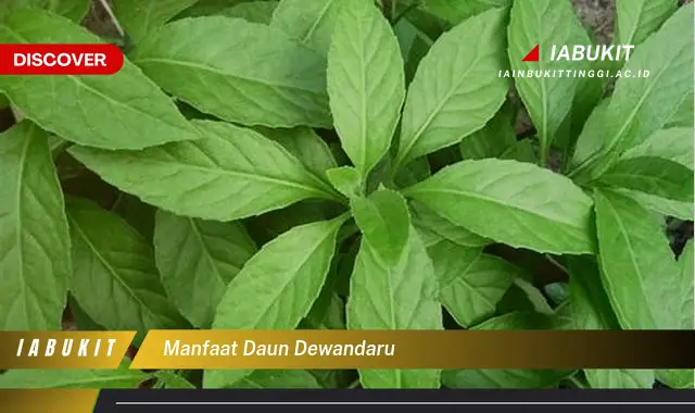 manfaat daun dewandaru