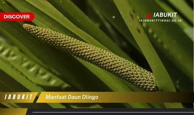 manfaat daun dlingo