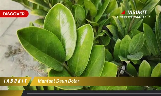 manfaat daun dolar