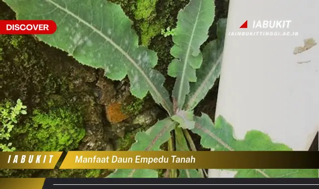 manfaat daun empedu tanah