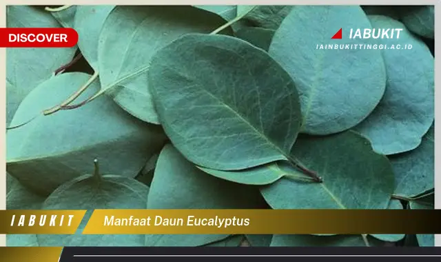 manfaat daun eucalyptus