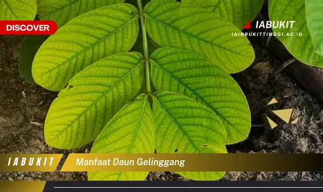 manfaat daun gelinggang