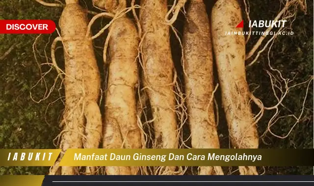 manfaat daun ginseng dan cara mengolahnya