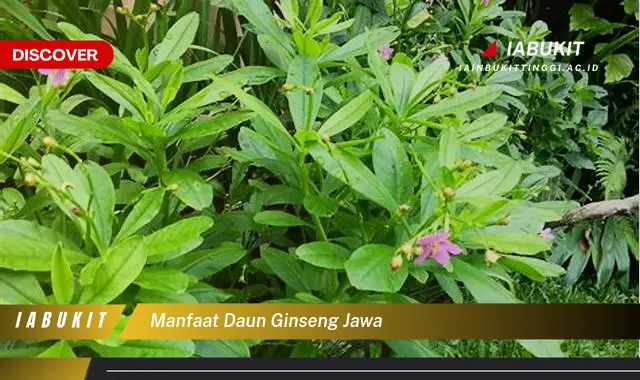 manfaat daun ginseng jawa