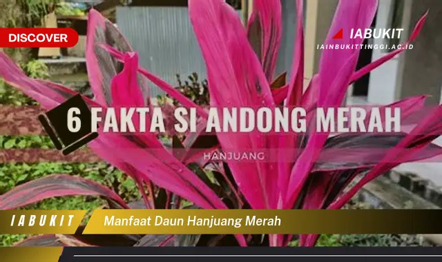 manfaat daun hanjuang merah