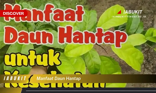 manfaat daun hantap