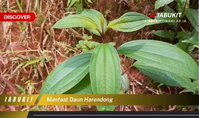 Ternyata Bukan Cuma Daun Salam, Ini dia 7 Manfaat Daun Harendong yang Wajib Diketahui