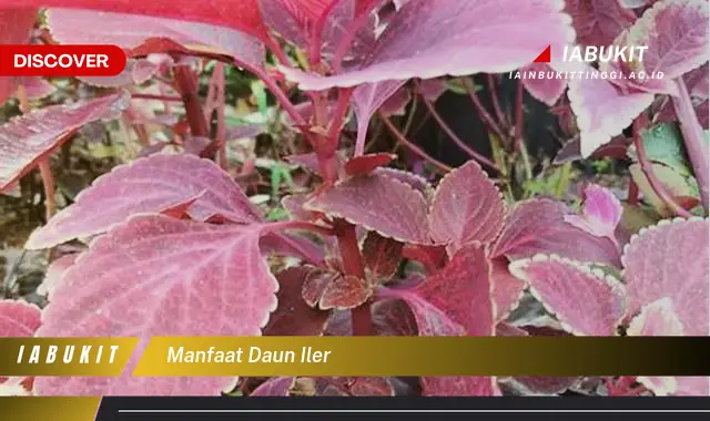 manfaat daun iler