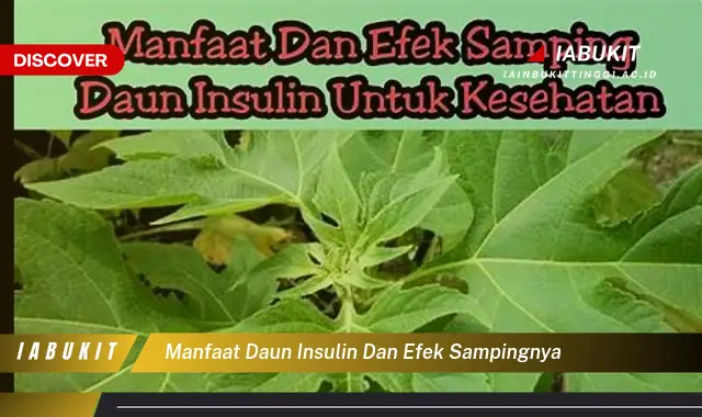 manfaat daun insulin dan efek sampingnya