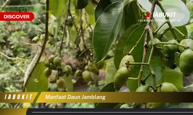 manfaat daun jamblang