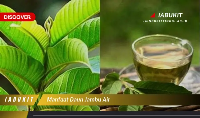 manfaat daun jambu air