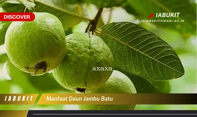 Ternyata bukan daun kemangi? Ini dia 7 Manfaat daun jambu batu yang Bikin Penasaran