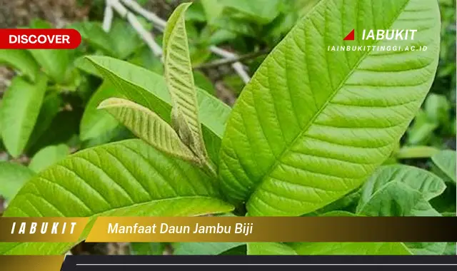 manfaat daun jambu biji