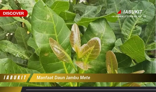 manfaat daun jambu mete