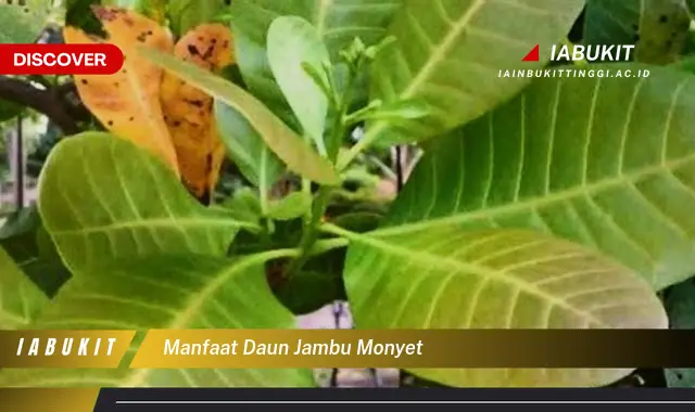 manfaat daun jambu monyet