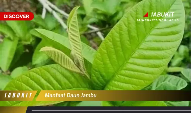 manfaat daun jambu