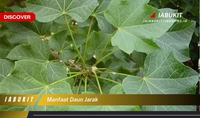 manfaat daun jarak