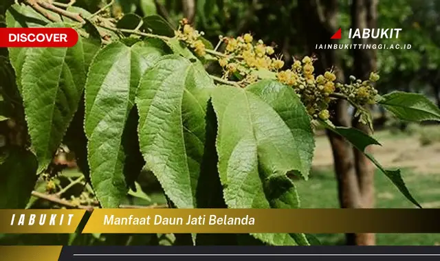 manfaat daun jati belanda