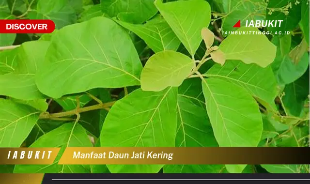 manfaat daun jati kering